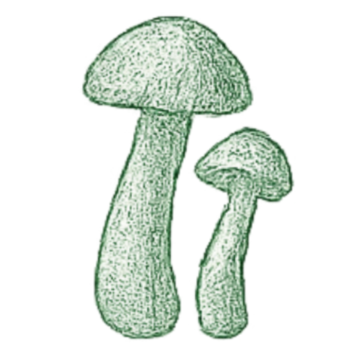 Chanterelle