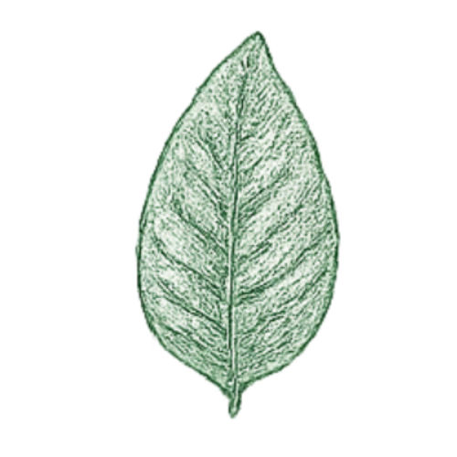 Peau de banane planteur