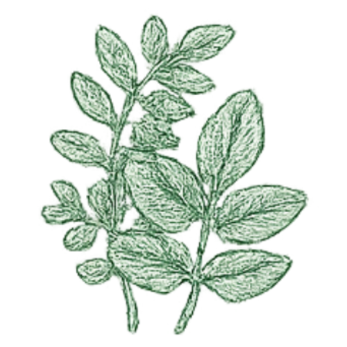 Moringa