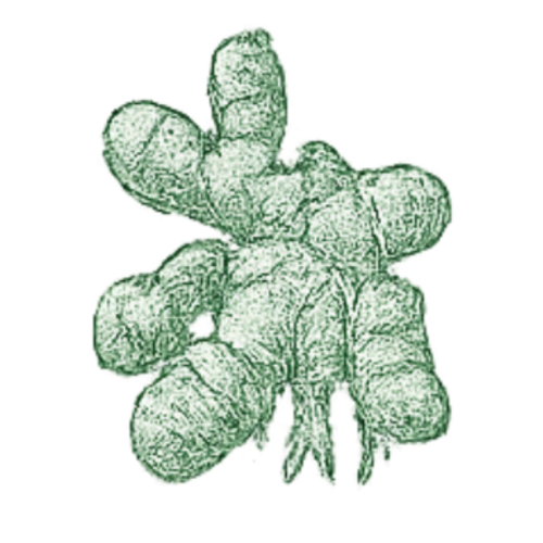 Gingembre frais