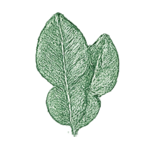 Feuilles de kaffir