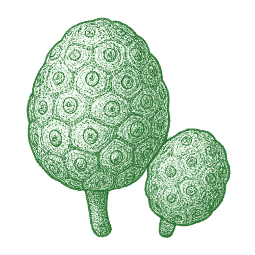Noni