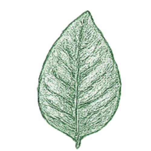 Chaire de banane planteur