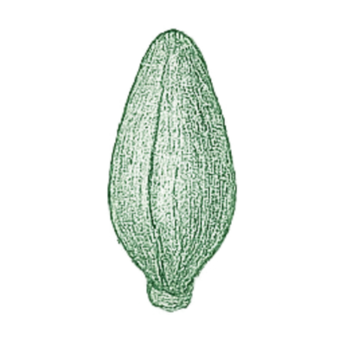 Feuilles de Papaye