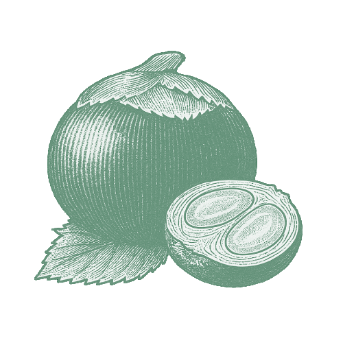 sucre Fruit du Palmier Cambodge