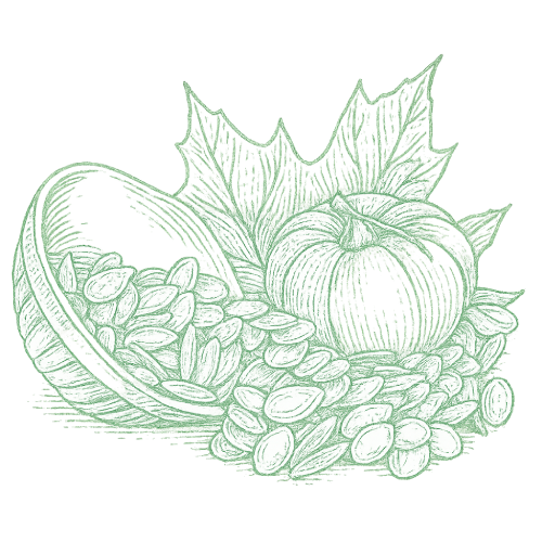 Graine de courge Asie