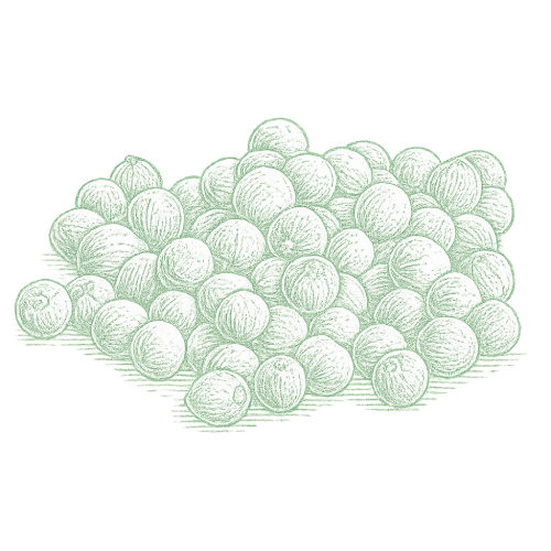 Poivre blanc Cambodge