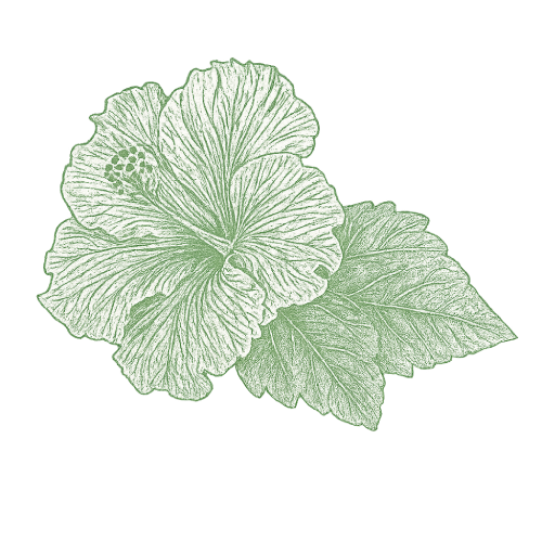 Hibiscus sabdariffa fleur Cambodge