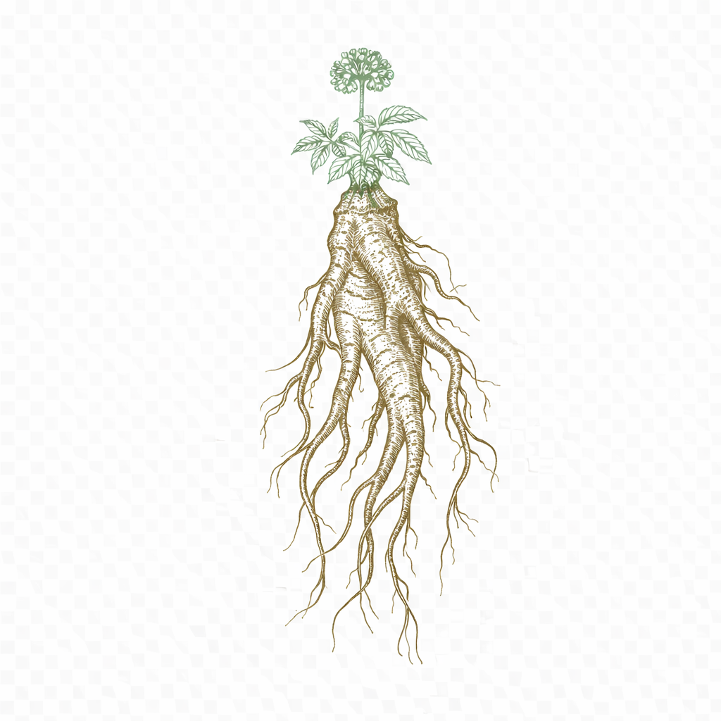 ginseng rouge  1ere qualité