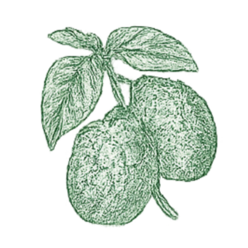 Gingembre chinois
