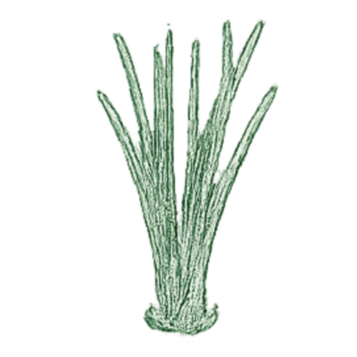 Citronnelle